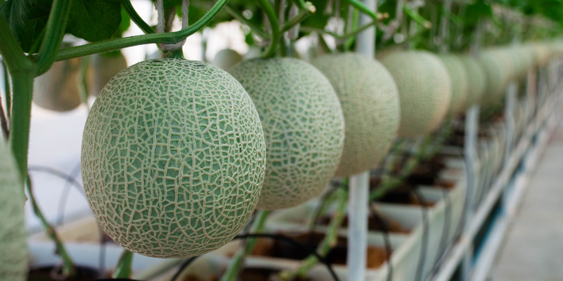 Melon